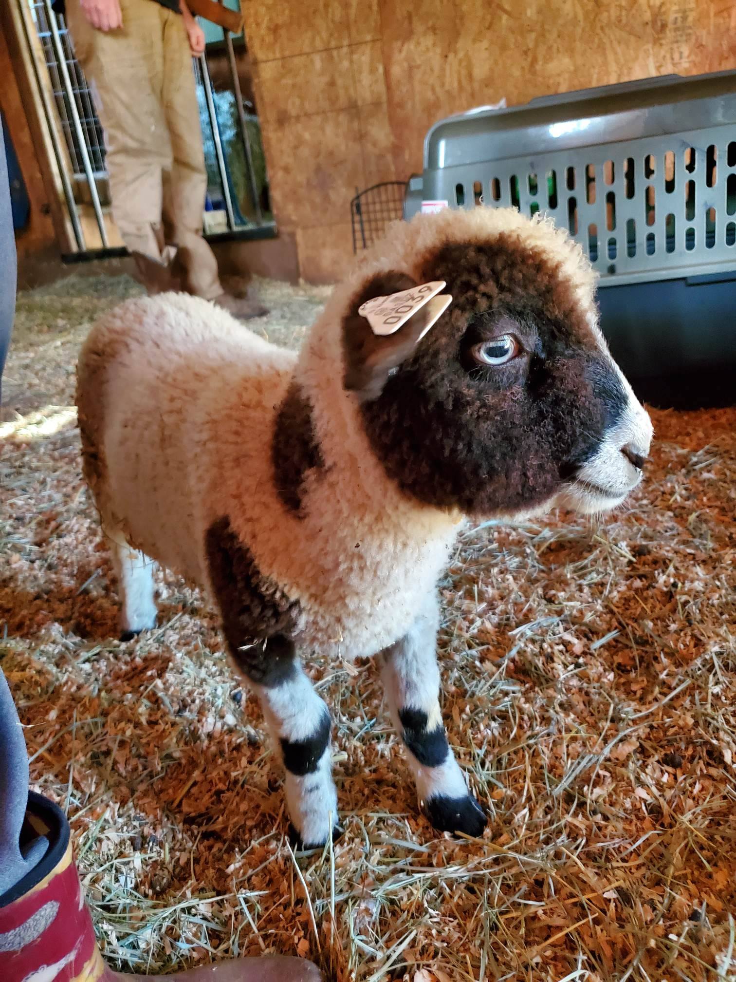 Sheep and Lambs For Sale Pint Sized Ranch